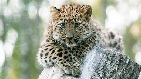 Scs Annual Editions 19 Swarovski Scs Annual Editions 19 Swarovski